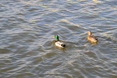 Gölde yüzmeye ördekler. Vahşi yeşilbaş ördek. Kadın ve erkek ördek.