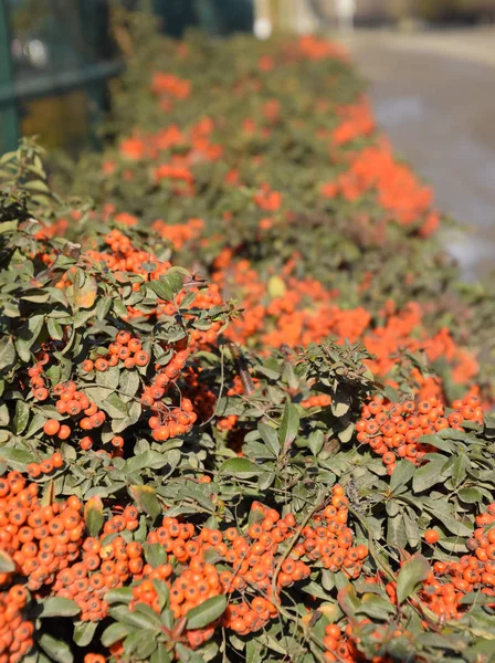 Βούρτσα Μούρο Πορτοκαλί Φθινοπωρινά Μούρα Pyracantha Πράσινα Φύλλα Ένα Μπους — Φωτογραφία Αρχείου