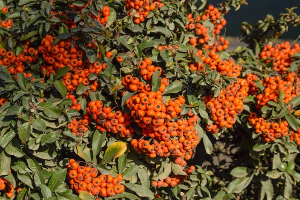 Pincele Fruta Bagas Outono Alaranjadas Pyracantha Com Folhas Verdes Arbusto — Fotografia de Stock