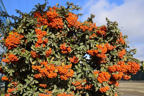 Berry Kefe Narancs Ősszel Bogyókat Pyracantha Zöld Levelek Egy Bokor — Stock Fotó