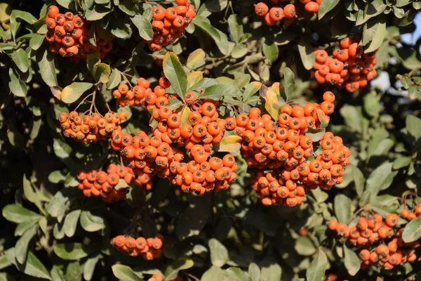 Borste Berry Orange Hösten Bär Pyracantha Med Gröna Blad Buske — Stockfoto