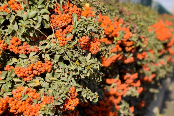 Brush berry. Orange autumn berries of Pyracantha with green leaves on a bush
