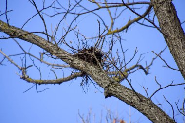 Kargalar yüksek ağaçların dalları üzerinde yuva yapar. Geç düşmek. Kuş yuvalarının