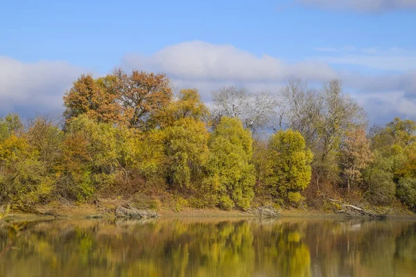 Autumn landscape. River and river bank with yellow trees. Willow and poplar on the river bank