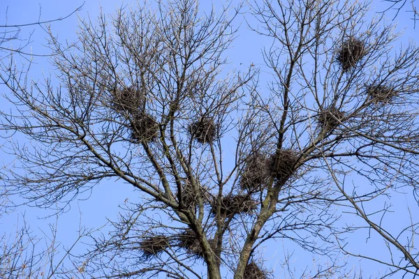 Krähennester Auf Hohen Ästen Von Bäumen Spätherbst Vogelnester — Stockfoto