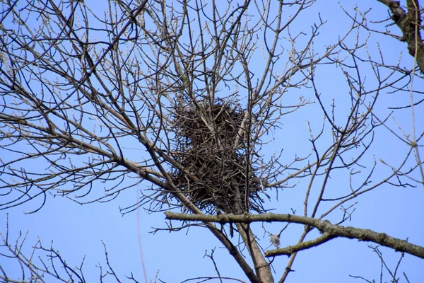 Nests of crows on high branches of trees. Late fall. Nests of birds