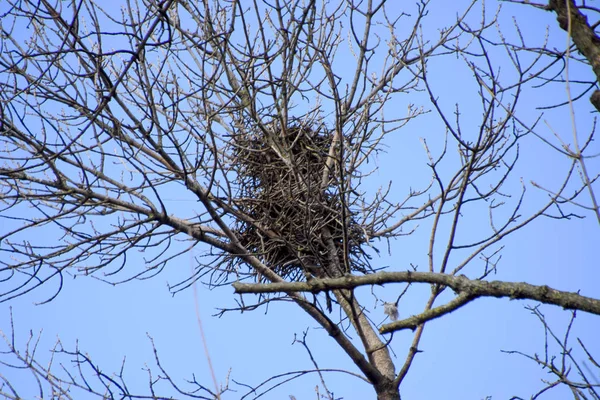 Nests of crows on high branches of trees. Late fall. Nests of birds