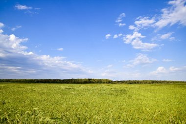 Pirinç paddies pirinç tarlası. Pirinç ekimi ılıman iklimlerde.