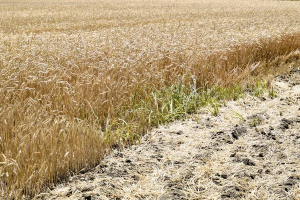 Field of wheat — Stock Photo, Image