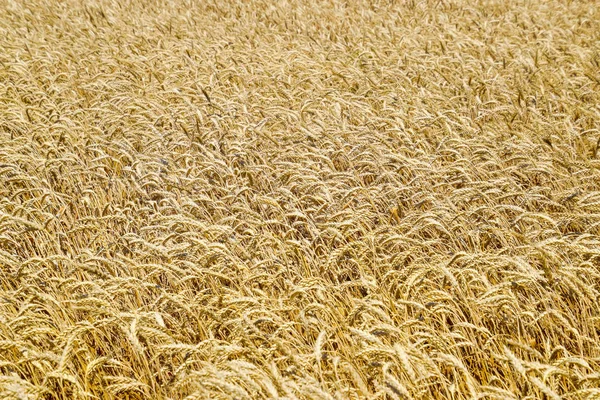 Field of wheat — Stock Photo, Image