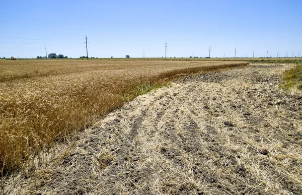 Field of wheat Stock Photo