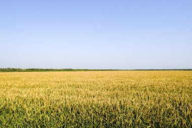 Pirinç paddies içinde pirinç alan