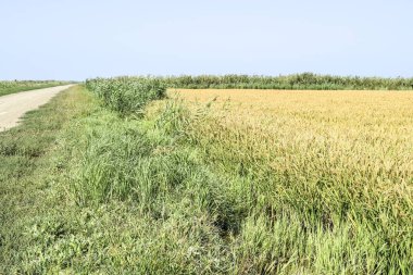 Pirinç paddies içinde pirinç alan