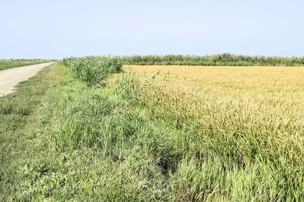 Pirinç paddies içinde pirinç alan