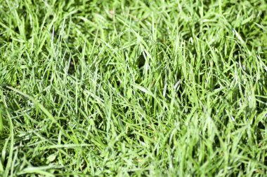 Çim çimen arka plan. Sapları ve yaprakları yeşil yumuşak çim çimen.