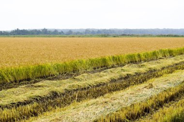 Alan pirinç hasat başladı.