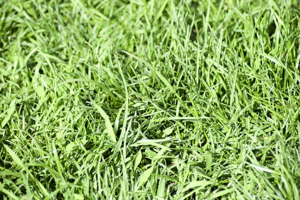 芝生の草の背景。緑の柔らかい芝生の草の茎および葉. — ストック写真