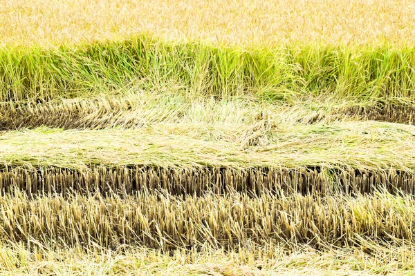 Field rice harvest began. — Stock Photo, Image