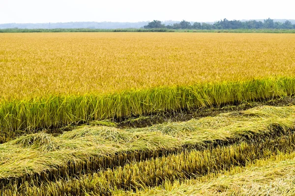 Field rice harvest began. — Stock Photo, Image