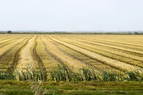 Field rice harvest began. — Stock Photo, Image