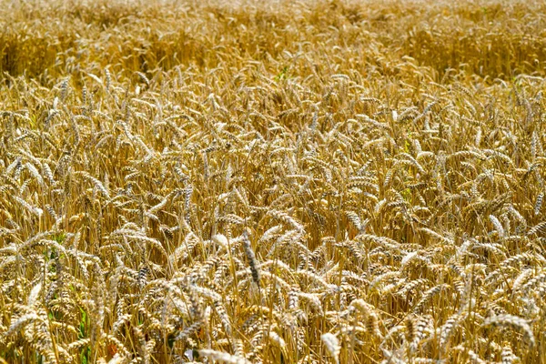 Поля пшениці — стокове фото