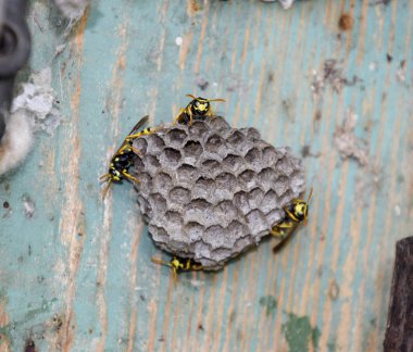 Eski elektrik santralinde eşek arıları yuvası. Eşek arısı cilası.