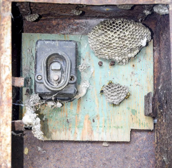 Ninho de vespas no antigo quadro eléctrico. Vespa polista . — Fotografia de Stock