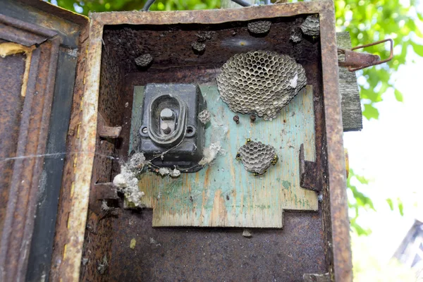 Nest of wasps in the old electrical switchboard. Wasp polist. — Stock Photo, Image