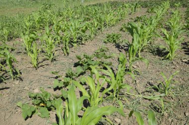 Genç Mısır ve kabaklar bir yatak. Bahçe.