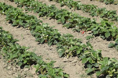 çilek Bahçe Yatak. Çilek çiçekleri ve meyve