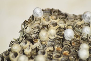 Eşekarısı yuvası üzerine oturan Yaban arıları ile.