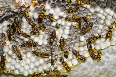 Eşekarısı yuvası üzerine oturan Yaban arıları ile.