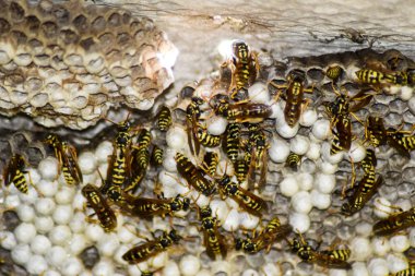 Eşekarısı yuvası üzerine oturan Yaban arıları ile.