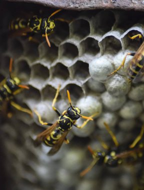 Eşekarısı yuvası üzerine oturan Yaban arıları ile.