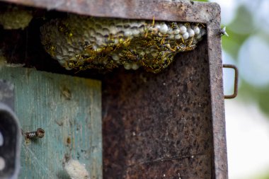 Eski elektrik santralinde eşek arıları yuvası. Eşek arısı cilası.