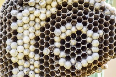 Eşekarısı yuvası üzerine oturan Yaban arıları ile.