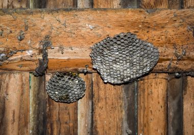 Eşekarısı yuvası üzerine oturan Yaban arıları ile.