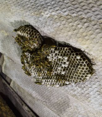 Eşekarısı yuvası üzerine oturan Yaban arıları ile.