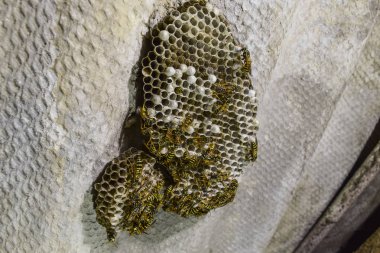 Eşekarısı yuvası üzerine oturan Yaban arıları ile.