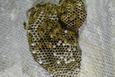 Eşekarısı yuvası üzerine oturan Yaban arıları ile.