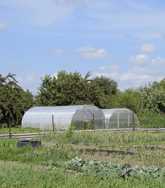 Gewächshaus Polycarbonat in einem privaten Garten — Stockfoto