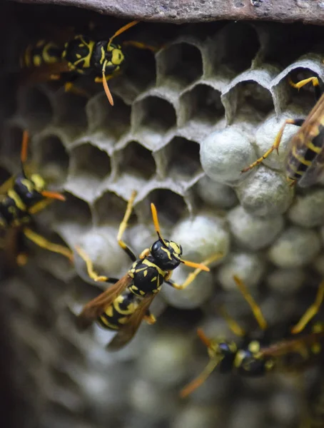 Eşekarısı yuvası üzerine oturan Yaban arıları ile.