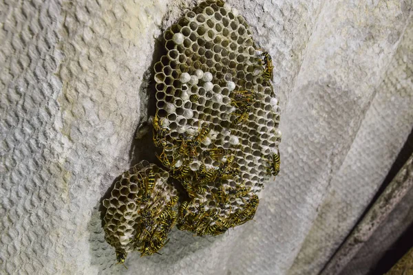 Eşekarısı yuvası üzerine oturan Yaban arıları ile.