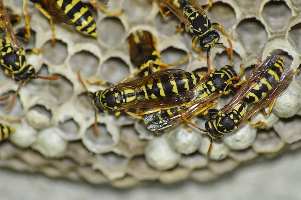 それの上に座ってハチとスズメバチの巣. — ストック写真
