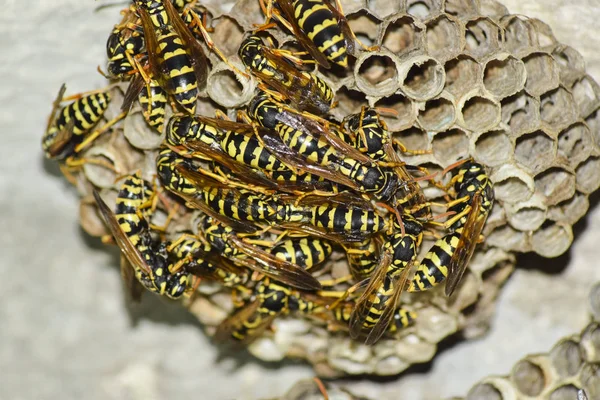 Eşekarısı yuvası üzerine oturan Yaban arıları ile.