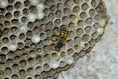 Eşekarısı yuvası üzerine oturan Yaban arıları ile.