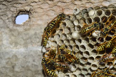 Eşekarısı yuvası üzerine oturan Yaban arıları ile.