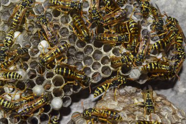 Eşekarısı yuvası üzerine oturan Yaban arıları ile.