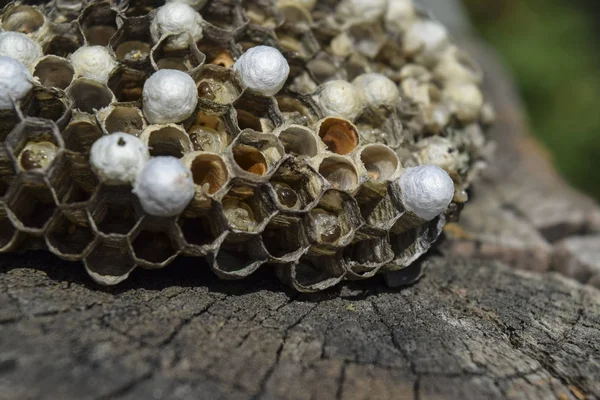 Wasp met wespen zittend op het nest. — Stockfoto