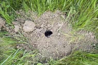 mole climbs out of the hole. Black mole. A mound of earth from a mole. An underground animal is a mole. clipart